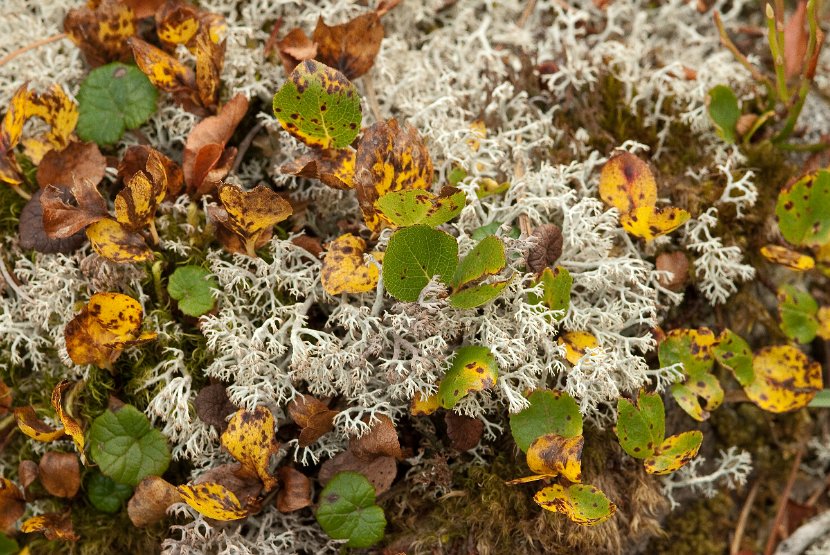 Cladonia arbuscula-2